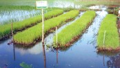Floating seedbeds boon for Feni farmers 