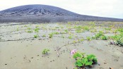 New Tonga island ‘now home to flowers and owls’