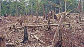 Stopping  destruction of forests