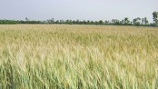 Drought-tolerant wheat varieties gain popularity in Barind