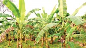 Banana farming gains ground in Rajshahi