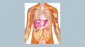 Natural ways to support a healthy liver