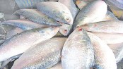 22-day ban on hilsa catching, selling from Wednesday