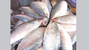 Proverbial ‘hilsa’ of the Padma