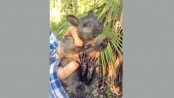 ‘Amazing’ rediscovery of rare Australian tree-rat