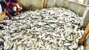 Protecting hilsa 