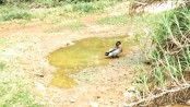Niue mourns ‘world’s loneliest duck’