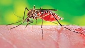 Why can't we just kill all mosquitoes?