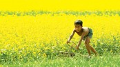 Farmers to produce 2 lakh tonnes of mustard seed in Rajshahi
