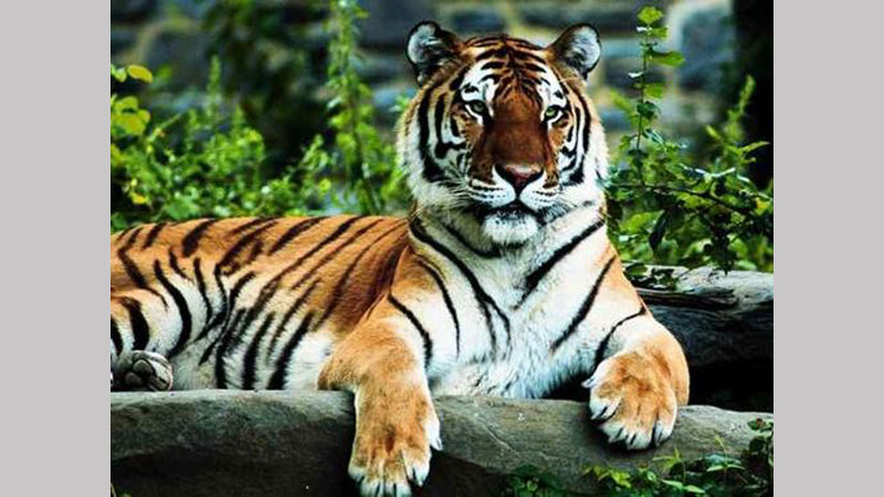 Scarcity of males behind decline