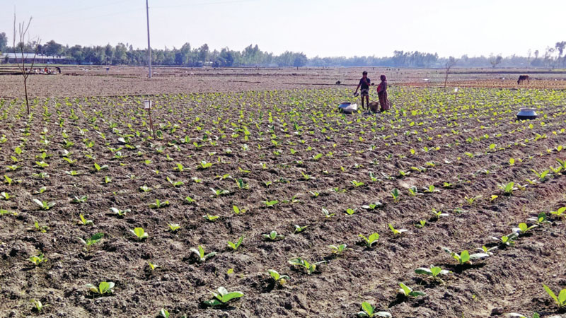 Low paddy prices impel farmers to cultivate tobacco in Lalmonirhat 
