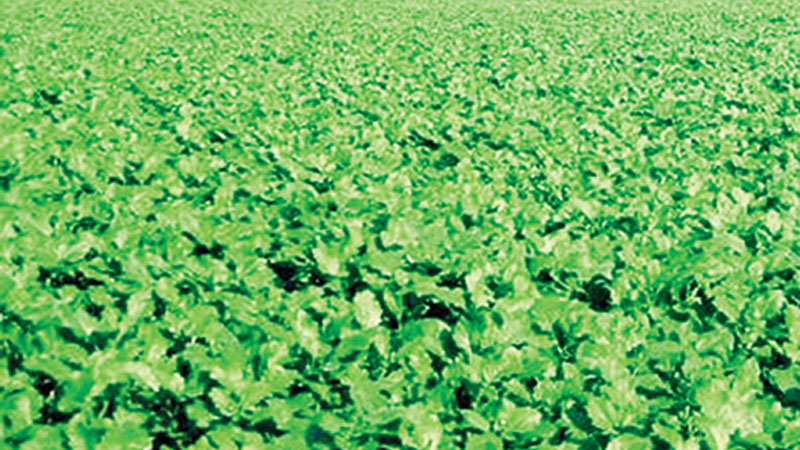 57,441 tonne mustard production target set in Rangpur region