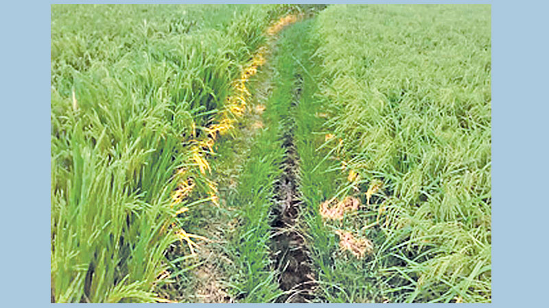 Five lakh tonnes of Aush rice produced in Rajshahi