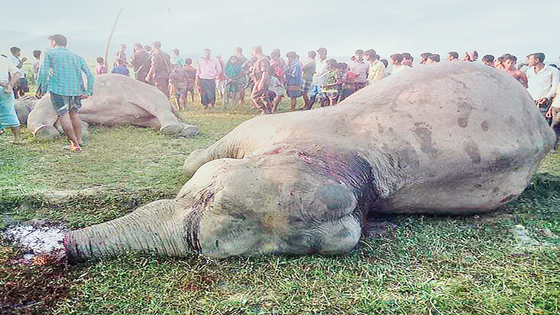 Two elephants found dead