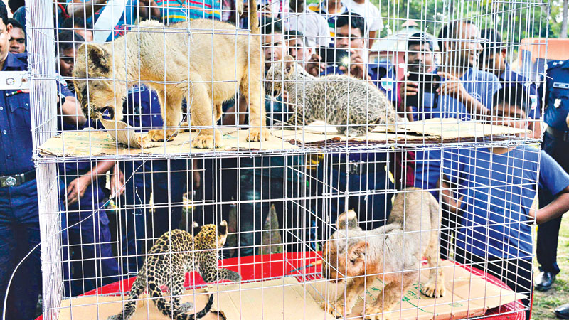 4 leopard babies, lion cubs seized
