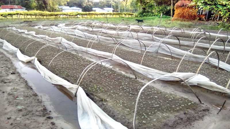 Damage of seedbeds worries vegetable growers 
