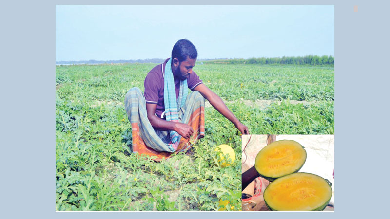 Bumper summer for watermelon farmers