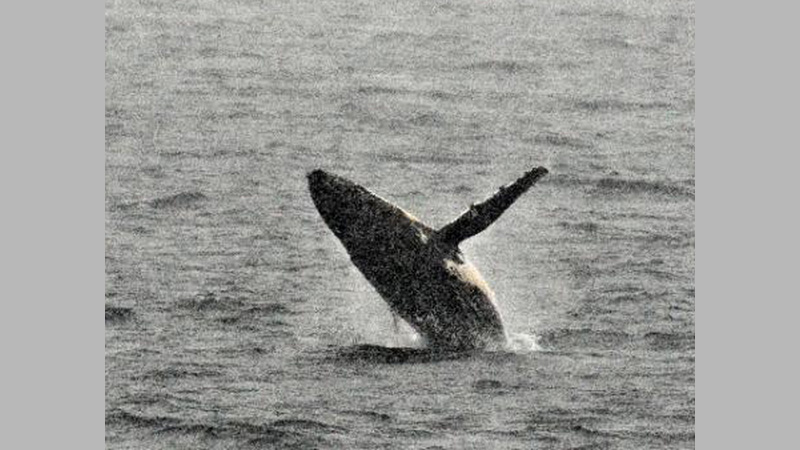 Worlds nations gather to rescue ocean life