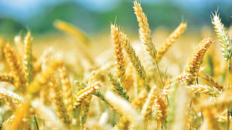 20,000 hectares come under wheat cultivation
