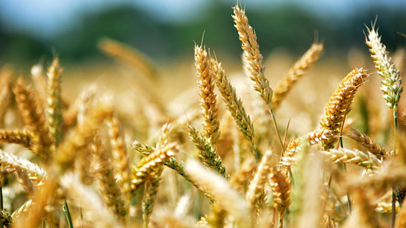 Bumper wheat production likely 