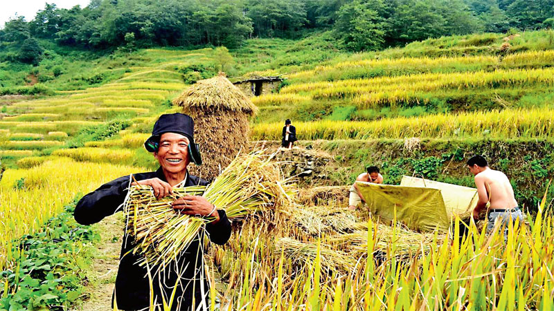 Protection of Hani Rice Terraces internationally acclaimed