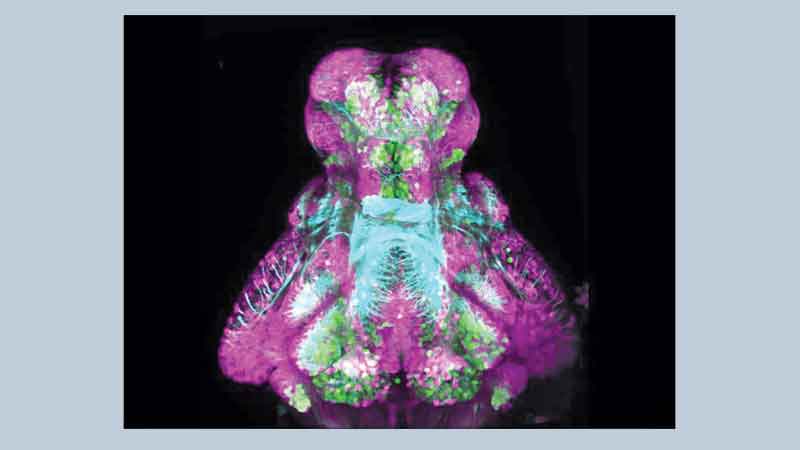 Estrogens alleviate hyperactivity in Zebrafish with Autism gene