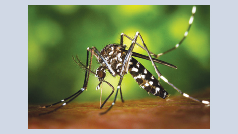 Warmer temps speed infectious disease spread like zika